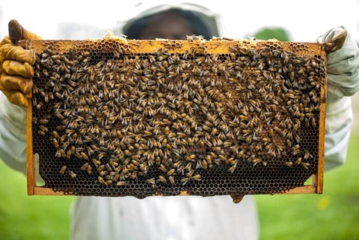 รวมผลิตภัณฑ์จากน้ำผึ้งที่คุณอาจยังไม่ได้รู้จัก