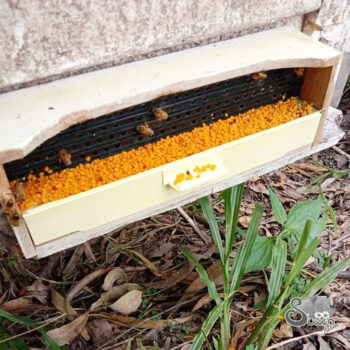 เกสรผึ้ง สุวรรณฟาร์มผึ้ง