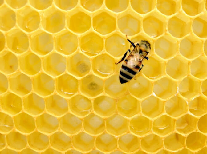 รวมวิธีนำน้ำผึ้งมาใช้ภายนอก