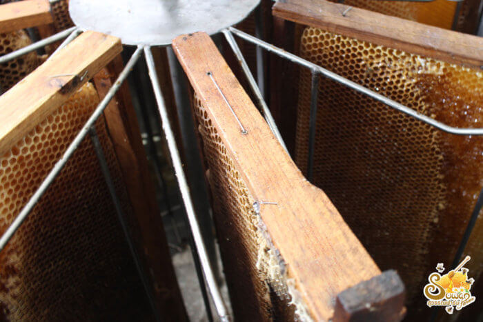 การสลัดน้ำผึ้งออกจากรวงผึ้ง น้ำผึ้งสุวรรณฟาร์ม