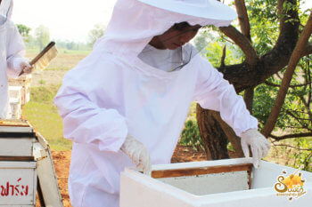 นำรวงผึ้งแพ็คใส่ลัง เพื่อไปสลัดน้ำผึ้ง