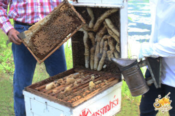 เปิดกล่อง พ่นควัน smoke น้ำผึ้งสุวรรณฟาร์ม