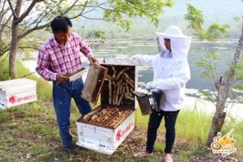 ฟาร์มผึ้ง-3