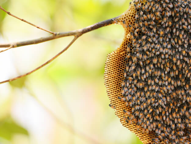 น้ำผึ้งป่า น้ำผึ้งเลี้ยง แตกต่างกันอย่างไร