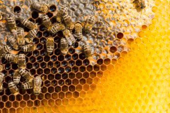 รู้จักชนิดของผึ้ง และประชากรของผึ้ง