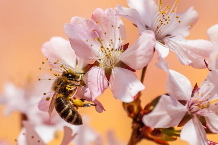 น้ำผึ้งดอกลำไย น้ำผึ้งดอกไม้ป่า และ น้ำผึ้งดอกลิ้นจี่ต่างกันอย่างไร ?